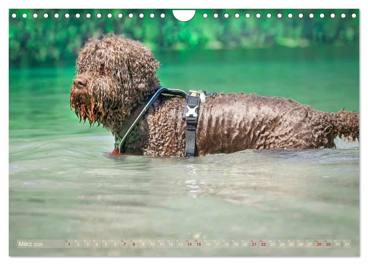 Bild: 9783457777763 | Lagotto Romagnolo - Wasserspiele (Wandkalender 2026 DIN A4 quer),...