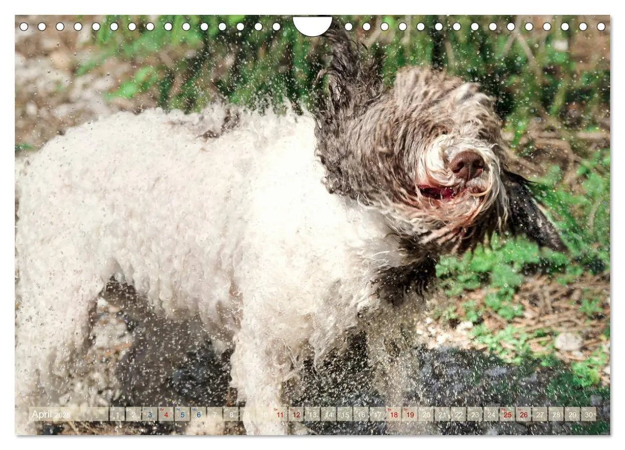 Bild: 9783457777763 | Lagotto Romagnolo - Wasserspiele (Wandkalender 2026 DIN A4 quer),...