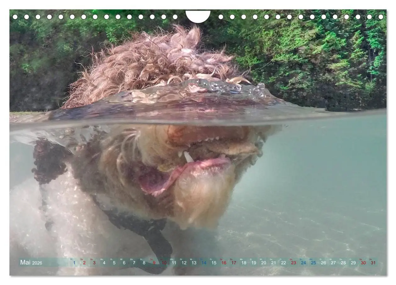 Bild: 9783457777763 | Lagotto Romagnolo - Wasserspiele (Wandkalender 2026 DIN A4 quer),...