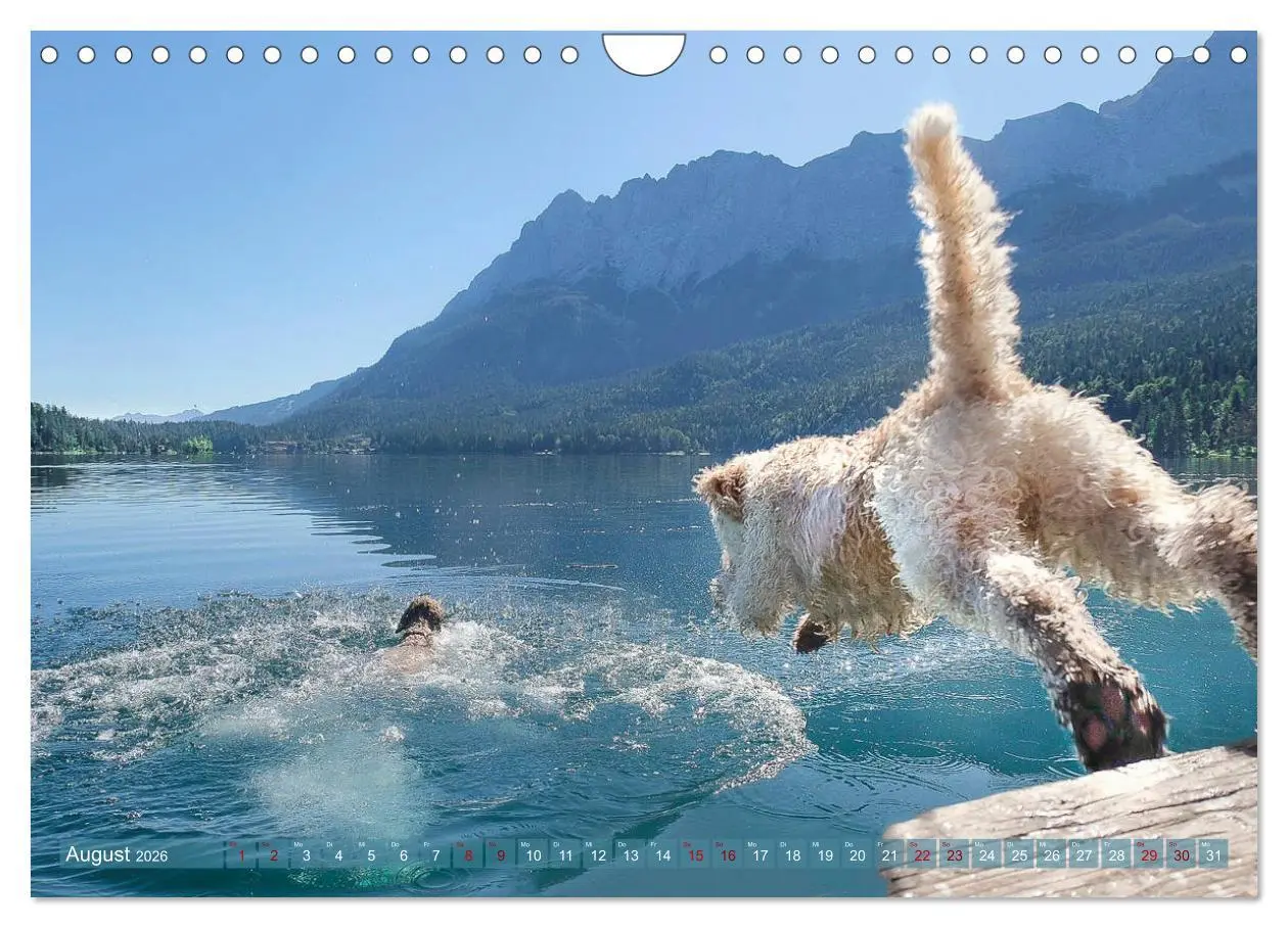 Bild: 9783457777763 | Lagotto Romagnolo - Wasserspiele (Wandkalender 2026 DIN A4 quer),...