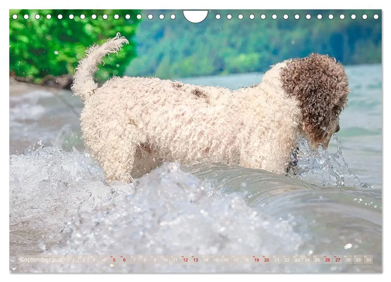 Bild: 9783457777763 | Lagotto Romagnolo - Wasserspiele (Wandkalender 2026 DIN A4 quer),...