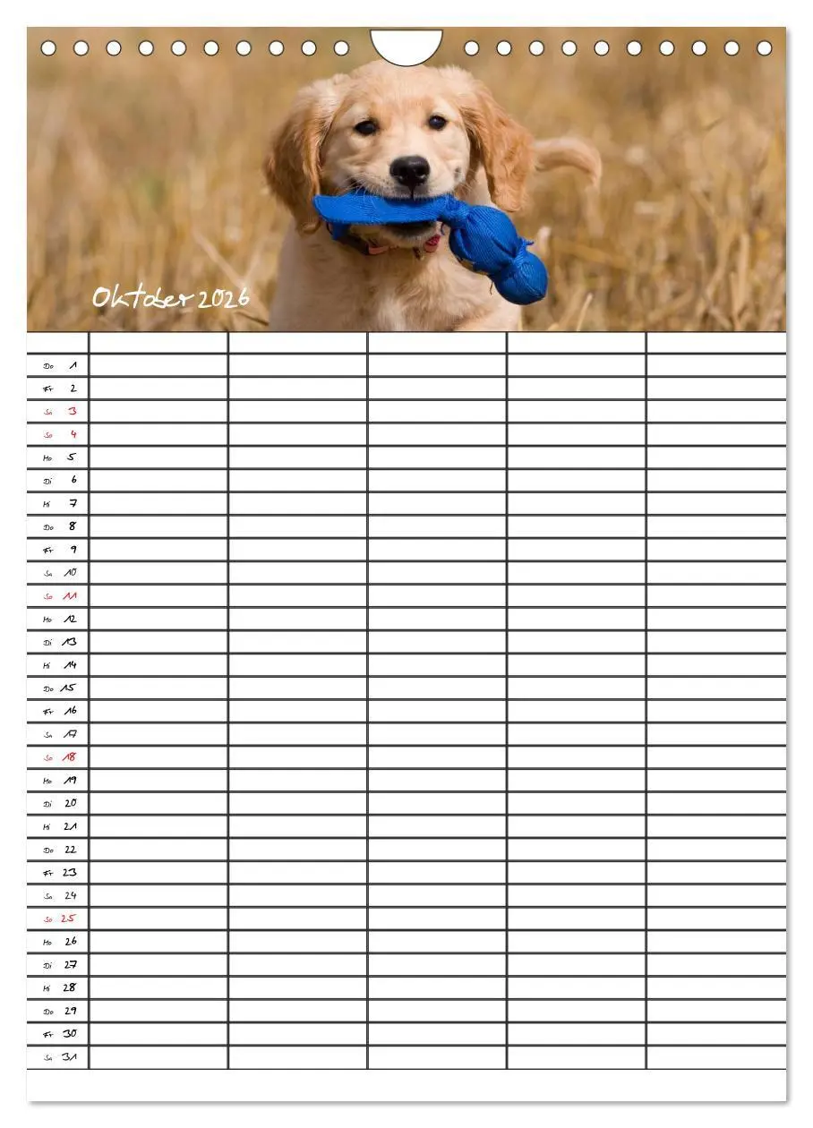 Bild: 9783516487763 | Familienplaner: Golden Retriever Welpen (Wandkalender 2026 DIN A4...