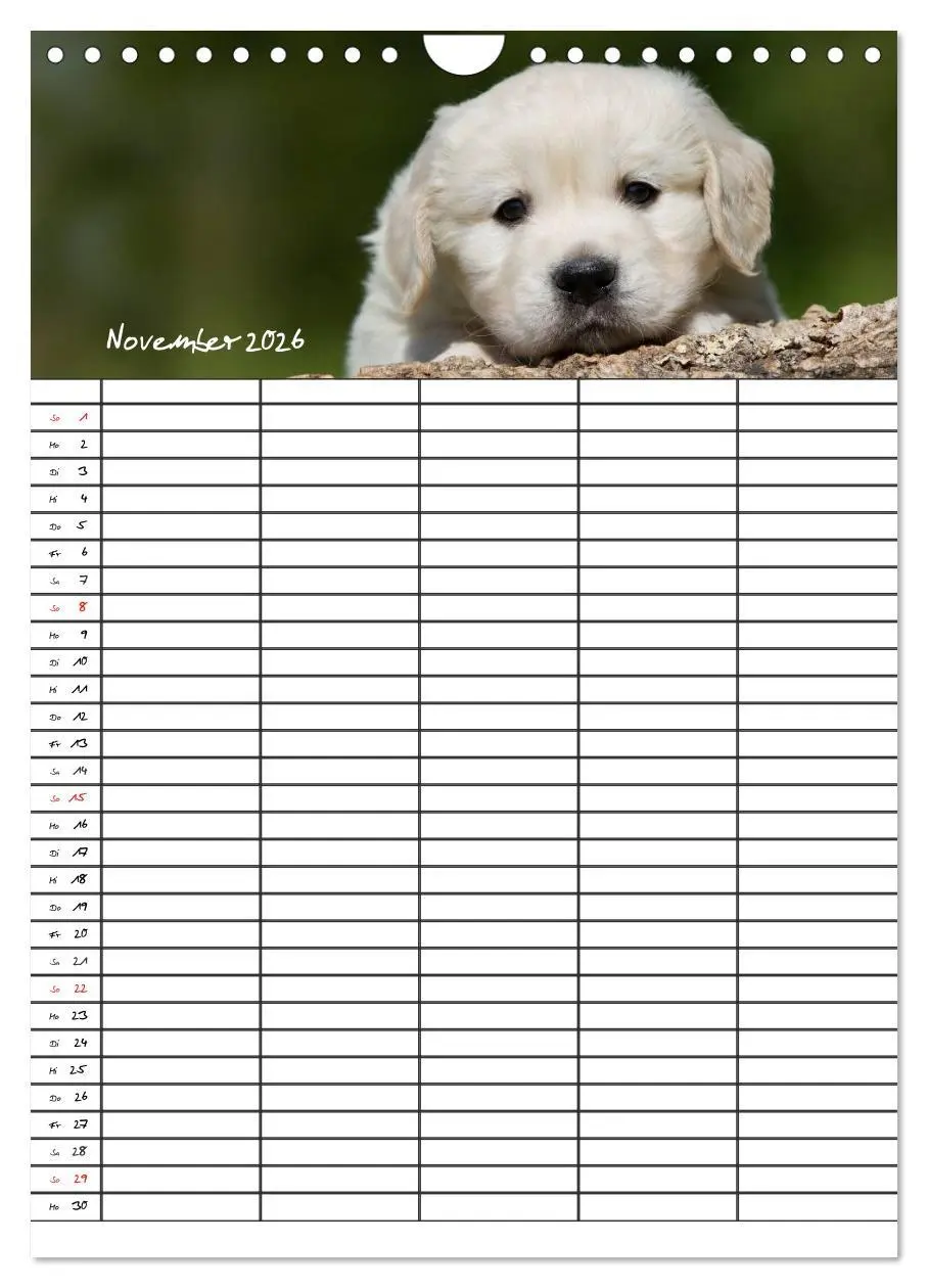 Bild: 9783516487763 | Familienplaner: Golden Retriever Welpen (Wandkalender 2026 DIN A4...