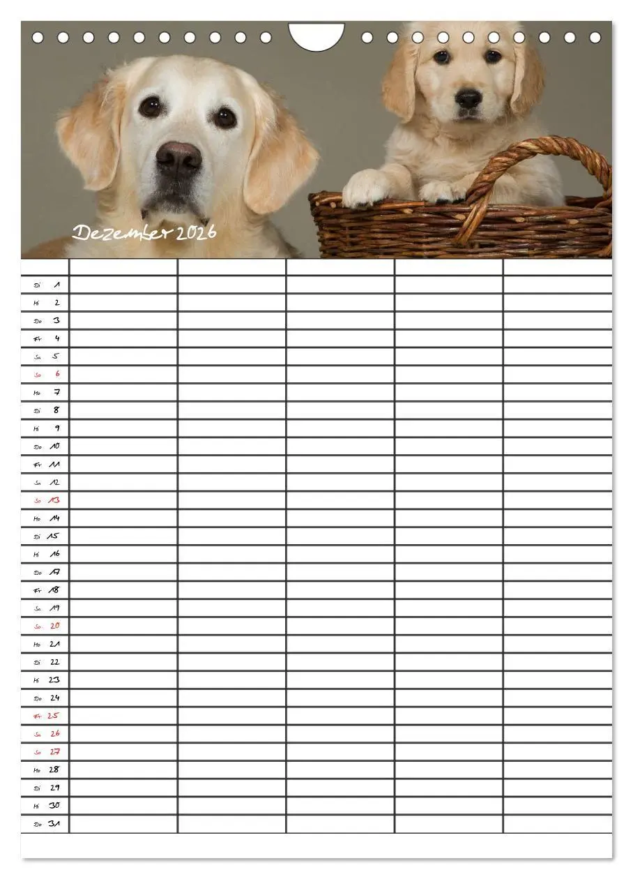 Bild: 9783516487763 | Familienplaner: Golden Retriever Welpen (Wandkalender 2026 DIN A4...