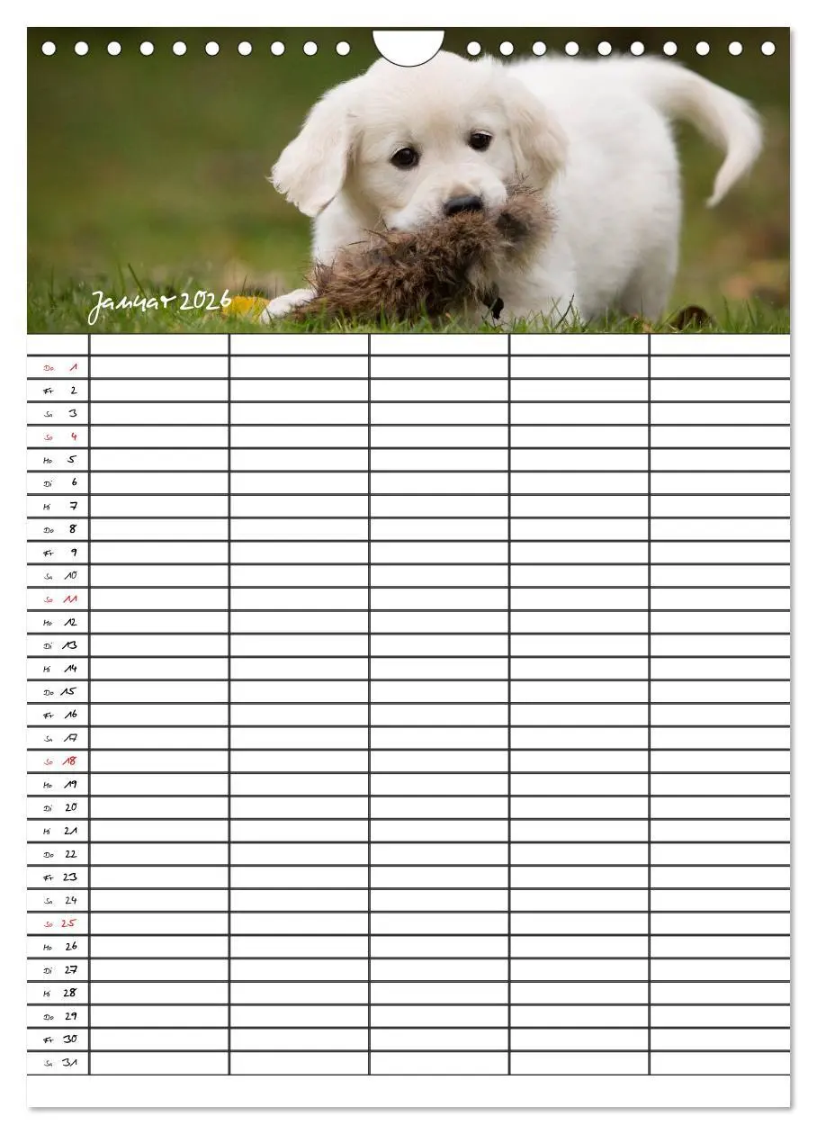 Bild: 9783516487763 | Familienplaner: Golden Retriever Welpen (Wandkalender 2026 DIN A4...