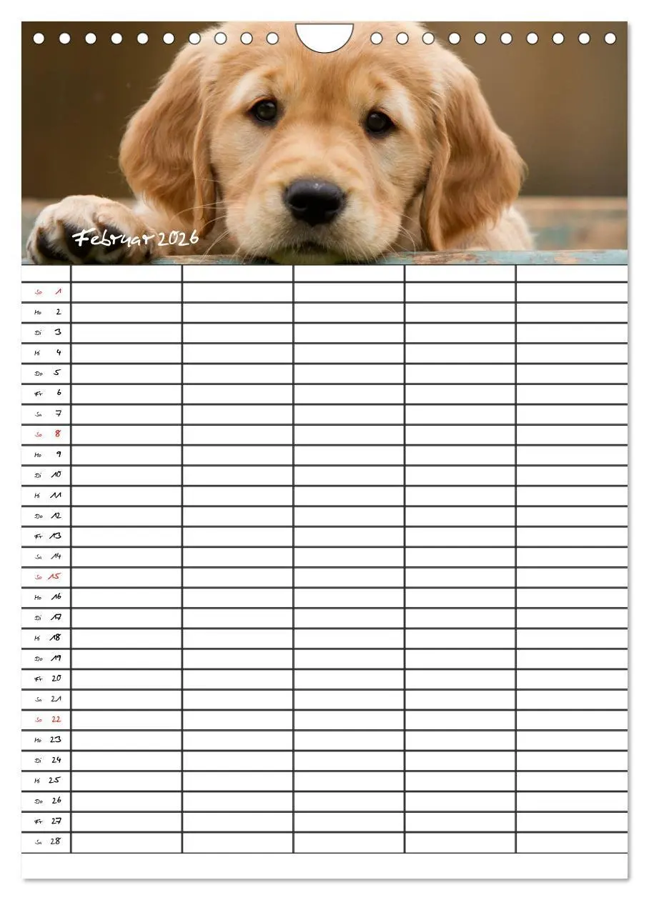 Bild: 9783516487763 | Familienplaner: Golden Retriever Welpen (Wandkalender 2026 DIN A4...