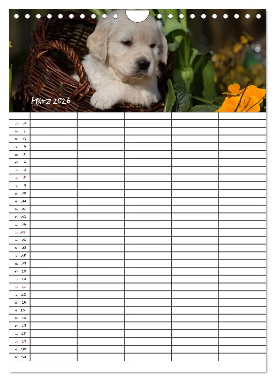 Bild: 9783516487763 | Familienplaner: Golden Retriever Welpen (Wandkalender 2026 DIN A4...