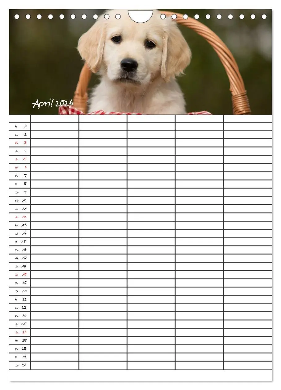Bild: 9783516487763 | Familienplaner: Golden Retriever Welpen (Wandkalender 2026 DIN A4...