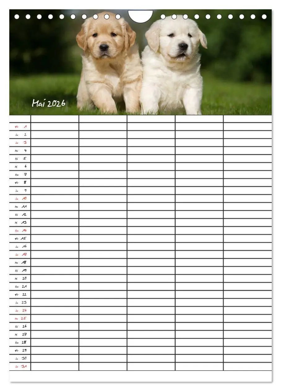 Bild: 9783516487763 | Familienplaner: Golden Retriever Welpen (Wandkalender 2026 DIN A4...