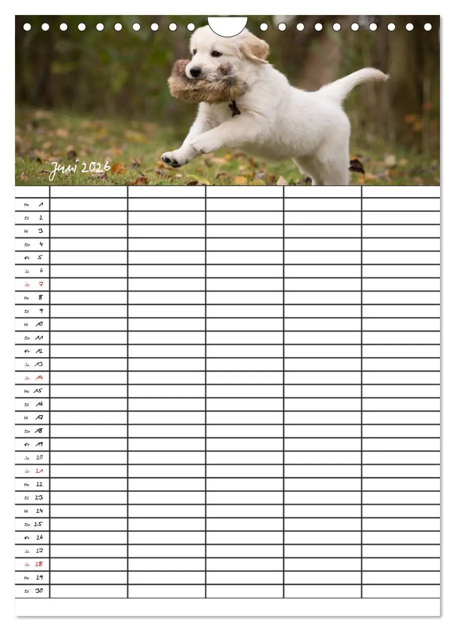 Bild: 9783516487763 | Familienplaner: Golden Retriever Welpen (Wandkalender 2026 DIN A4...