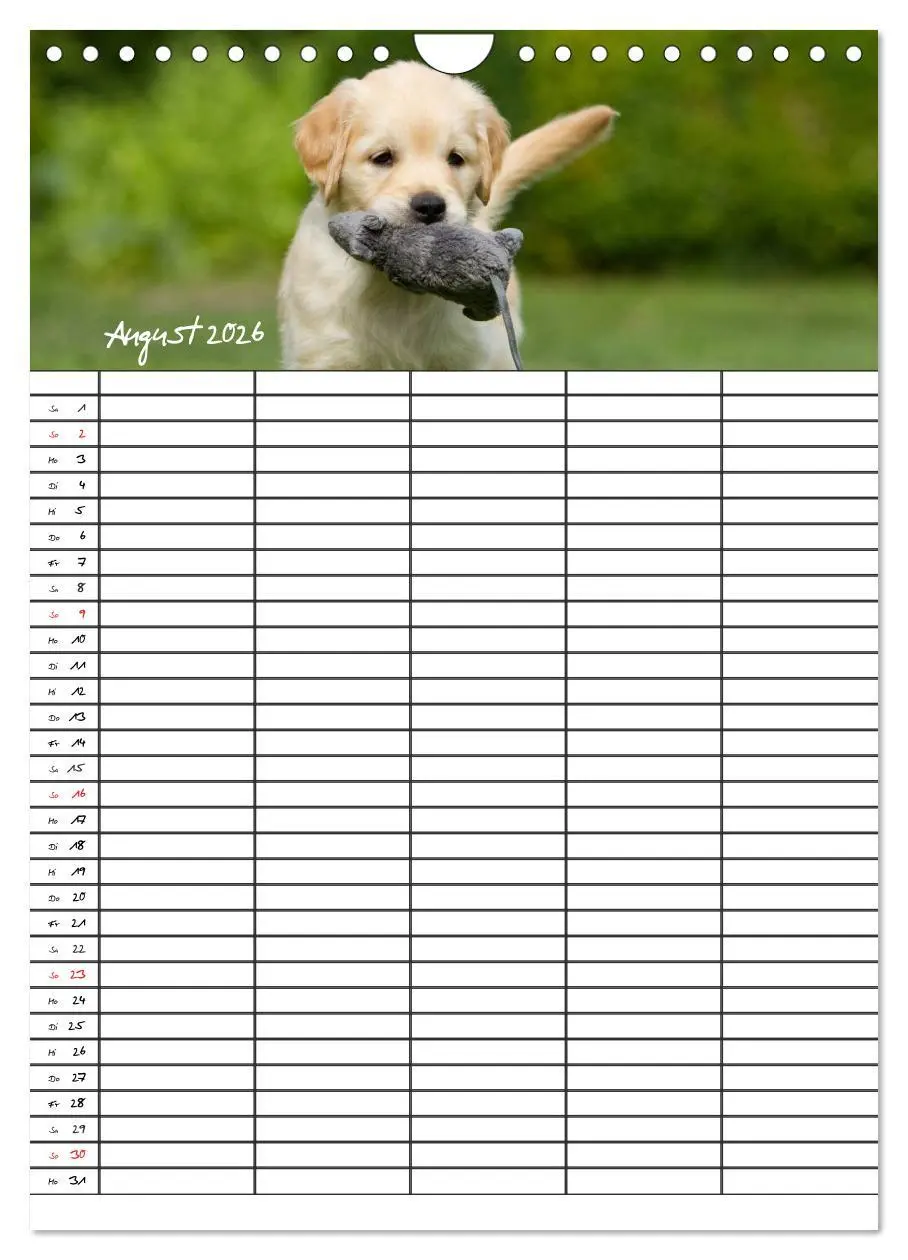 Bild: 9783516487763 | Familienplaner: Golden Retriever Welpen (Wandkalender 2026 DIN A4...