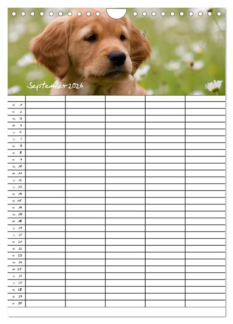 Bild: 9783516487763 | Familienplaner: Golden Retriever Welpen (Wandkalender 2026 DIN A4...