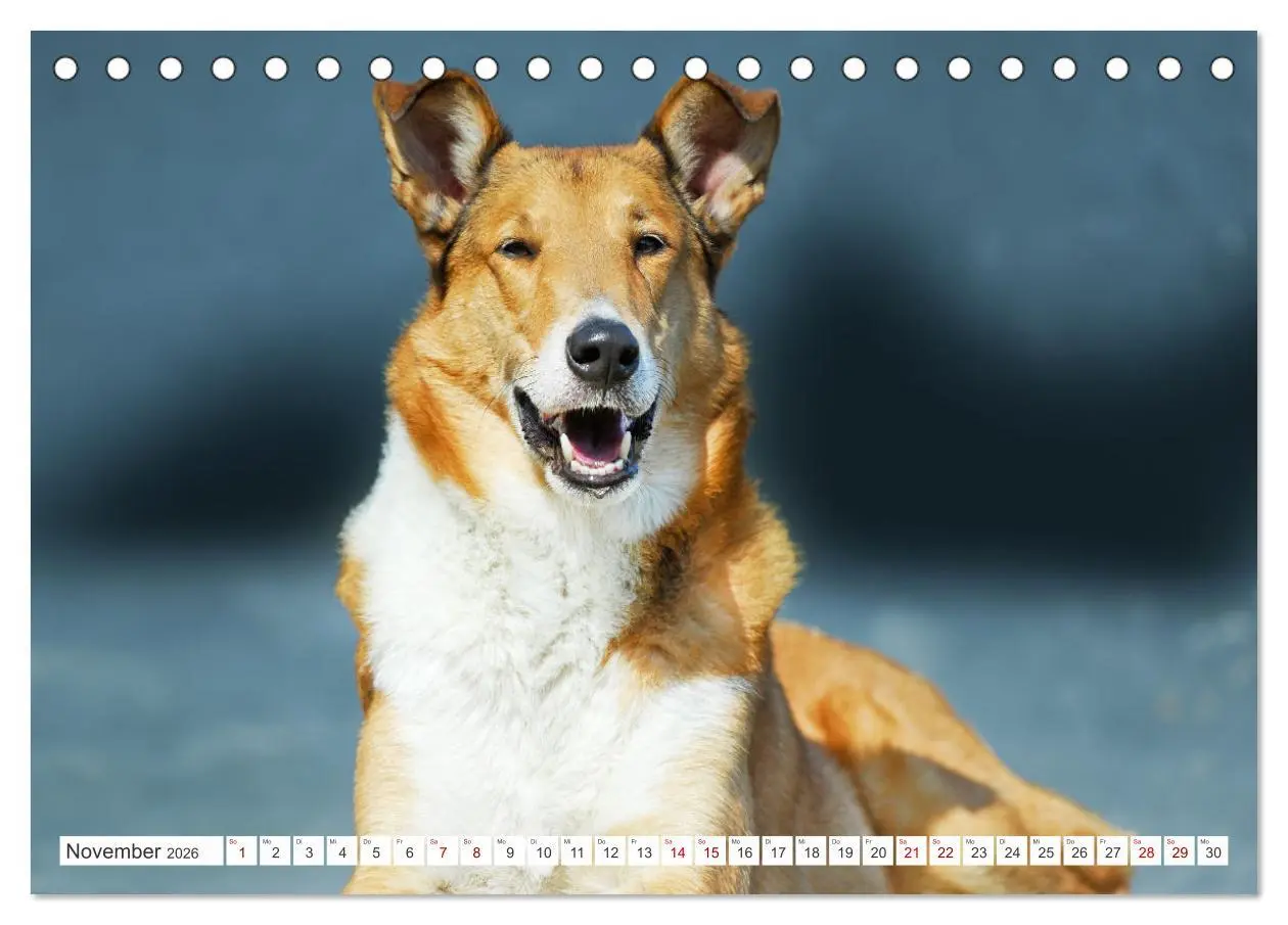 Bild: 9783457387863 | Ein Freund fürs Leben - Smooth Collie (Tischkalender 2026 DIN A5...