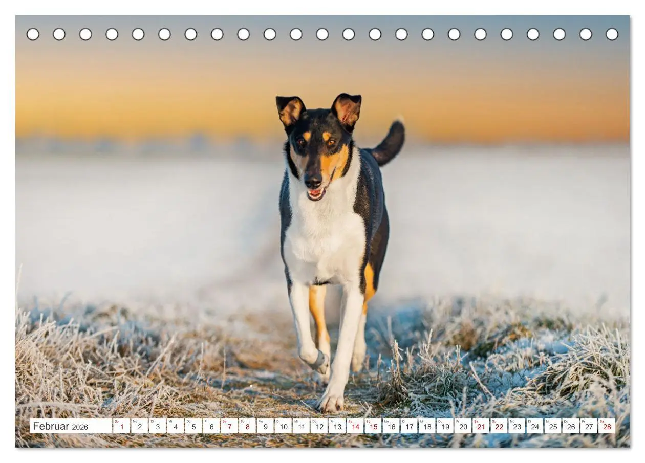 Bild: 9783457387863 | Ein Freund fürs Leben - Smooth Collie (Tischkalender 2026 DIN A5...