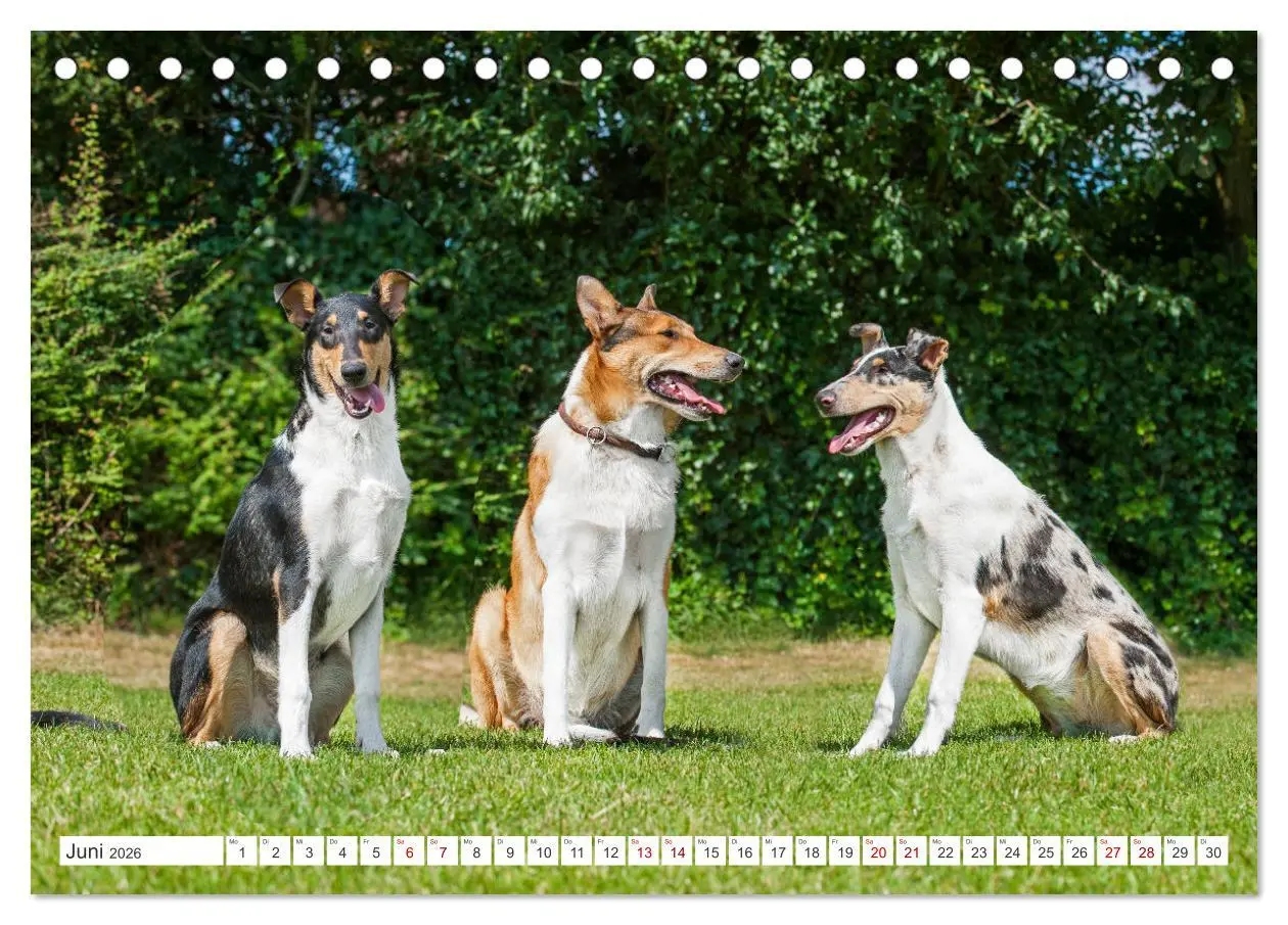 Bild: 9783457387863 | Ein Freund fürs Leben - Smooth Collie (Tischkalender 2026 DIN A5...