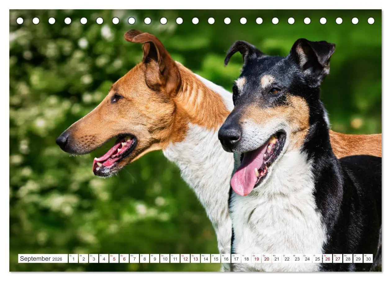 Bild: 9783457387863 | Ein Freund fürs Leben - Smooth Collie (Tischkalender 2026 DIN A5...