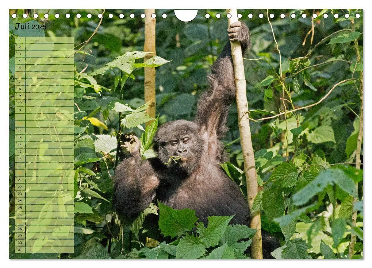 Bild: 9783435287963 | In freier Natur Affen, unsere nächsten Verwandten (Wandkalender...