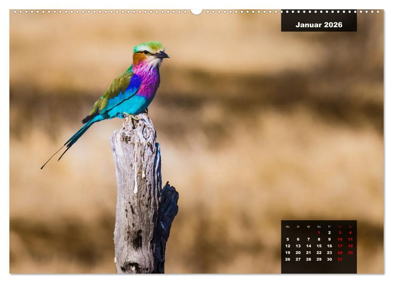 Bild: 9783457447963 | Die bunte Vogelwelt im Kruger National Park (hochwertiger Premium...