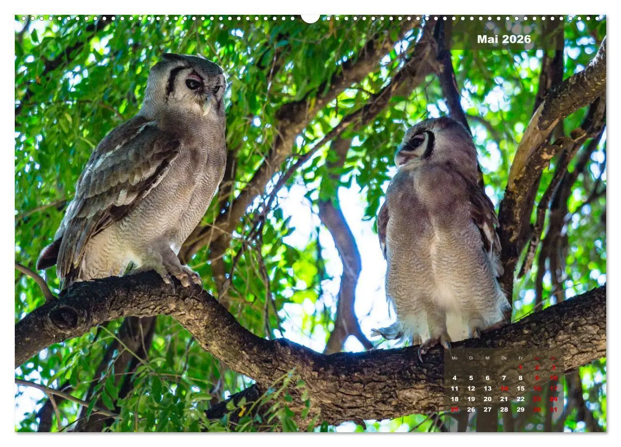 Bild: 9783457447963 | Die bunte Vogelwelt im Kruger National Park (hochwertiger Premium...