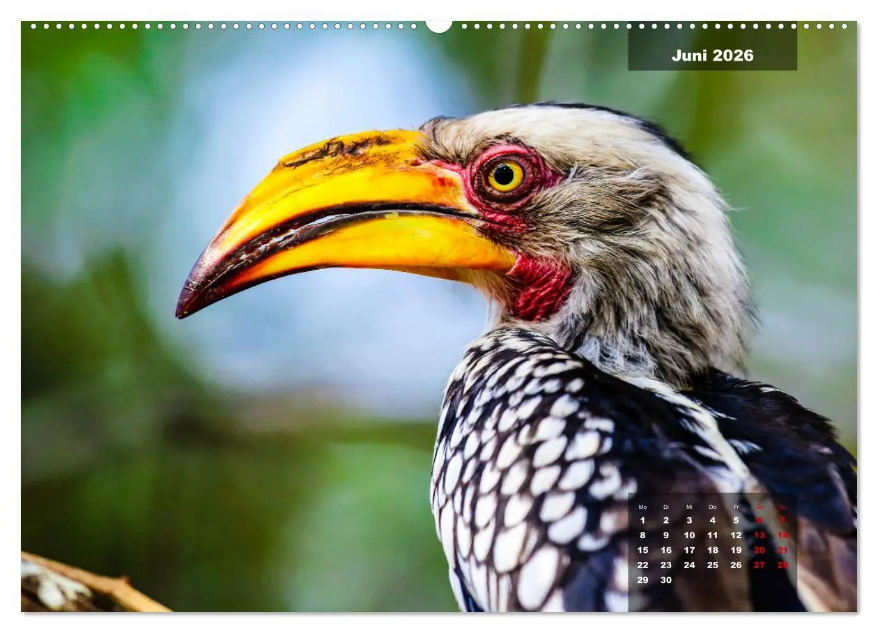 Bild: 9783457447963 | Die bunte Vogelwelt im Kruger National Park (hochwertiger Premium...