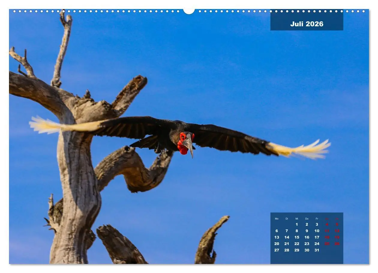 Bild: 9783457447963 | Die bunte Vogelwelt im Kruger National Park (hochwertiger Premium...