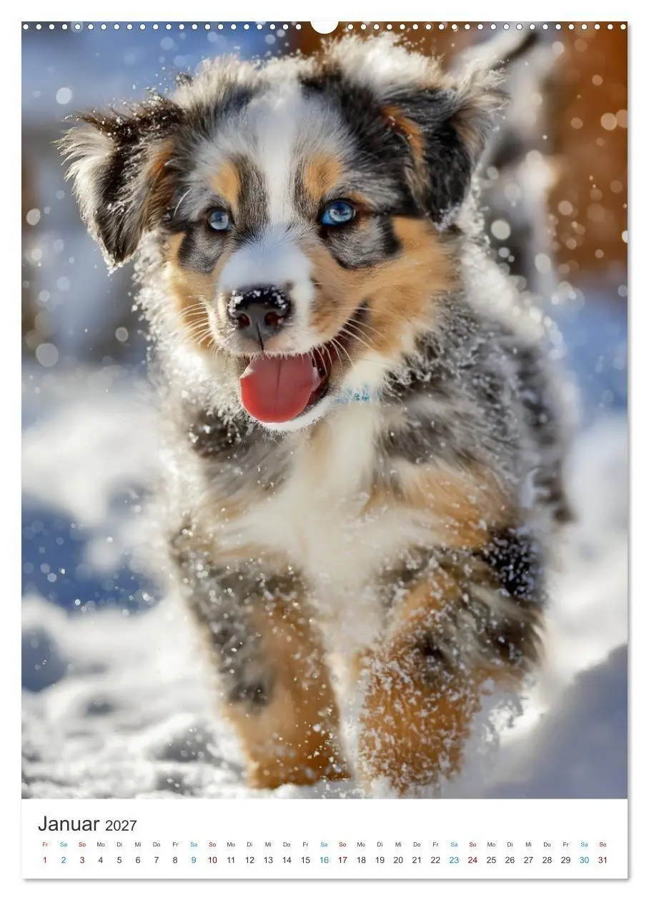 Bild: 9783569627963 | Australian Shepherd (Wandkalender 2027 DIN A2 hoch), CALVENDO...