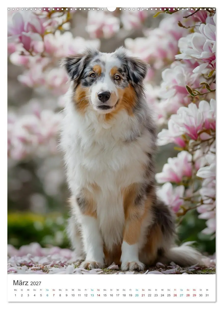 Bild: 9783569627963 | Australian Shepherd (Wandkalender 2027 DIN A2 hoch), CALVENDO...