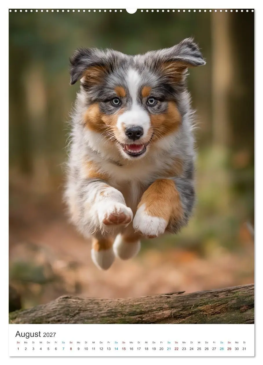 Bild: 9783569627963 | Australian Shepherd (Wandkalender 2027 DIN A2 hoch), CALVENDO...