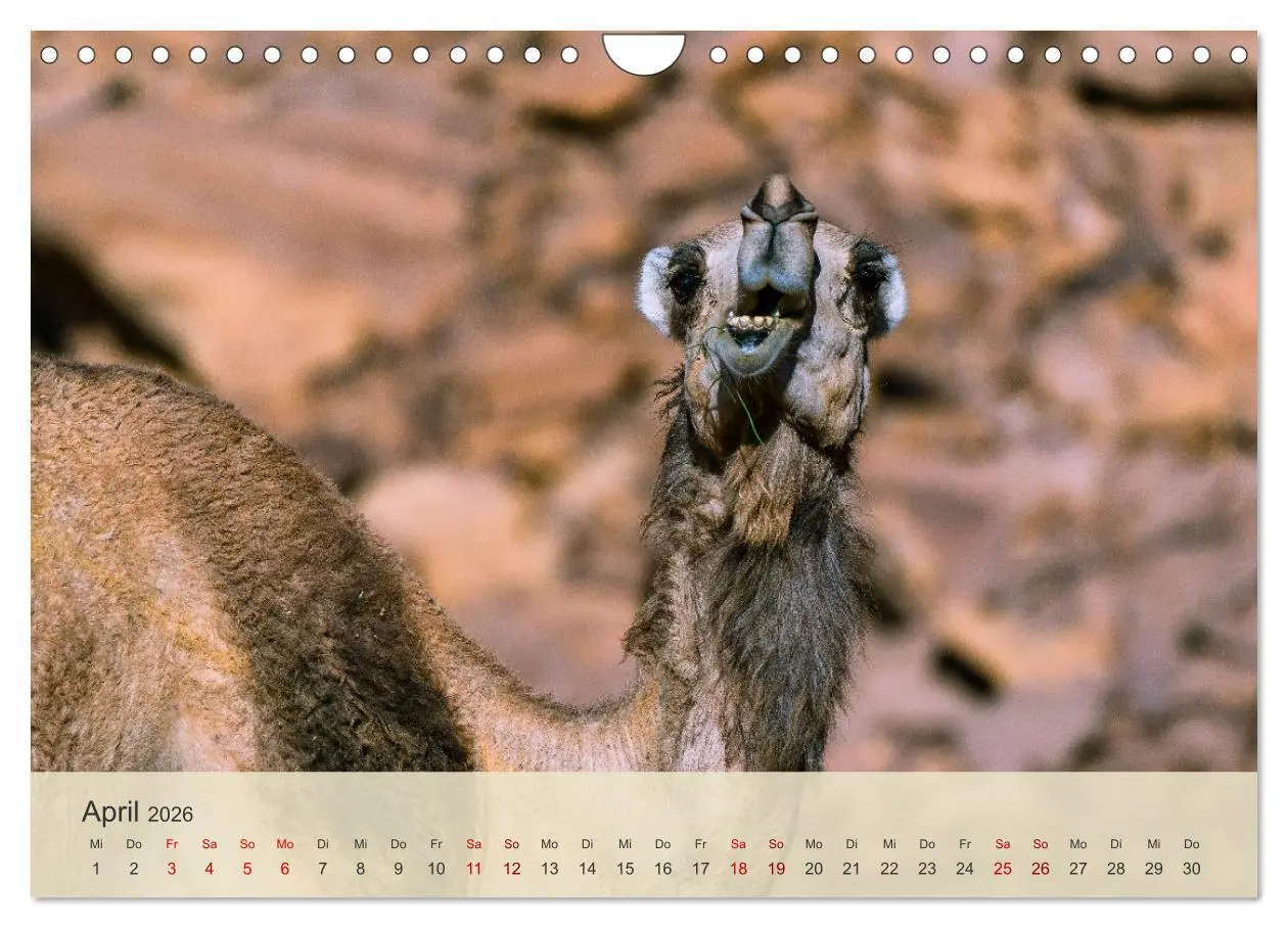 Bild: 9783457338063 | Saudi Arabien - Königreich der Faszinationen (Wandkalender 2026 DIN...