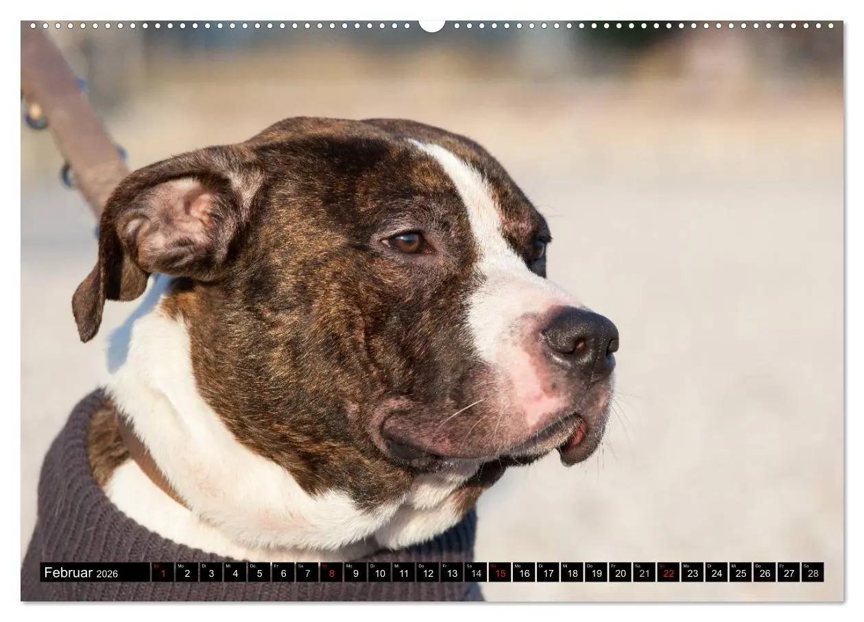Bild: 9783516118063 | Pit Bull und Co. - Geliebt, gefürchtet, missverstanden...