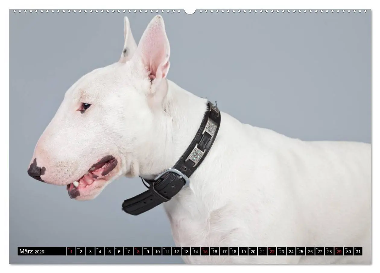 Bild: 9783516118063 | Pit Bull und Co. - Geliebt, gefürchtet, missverstanden...