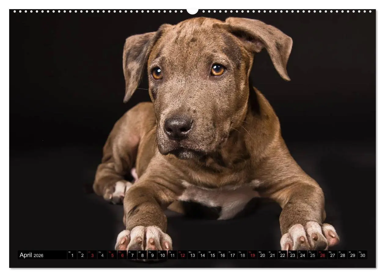 Bild: 9783516118063 | Pit Bull und Co. - Geliebt, gefürchtet, missverstanden...