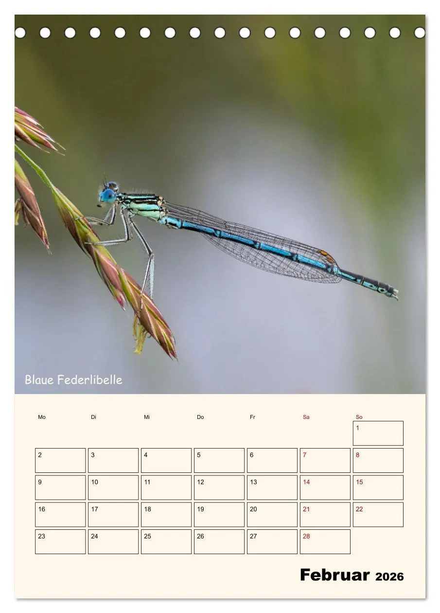 Bild: 9783457258163 | Libellen - Flugkünstler in Bayern (Tischkalender 2026 DIN A5 hoch),...