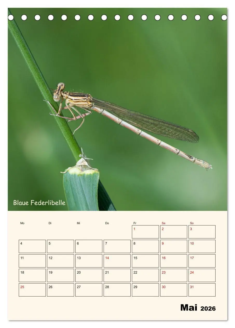 Bild: 9783457258163 | Libellen - Flugkünstler in Bayern (Tischkalender 2026 DIN A5 hoch),...