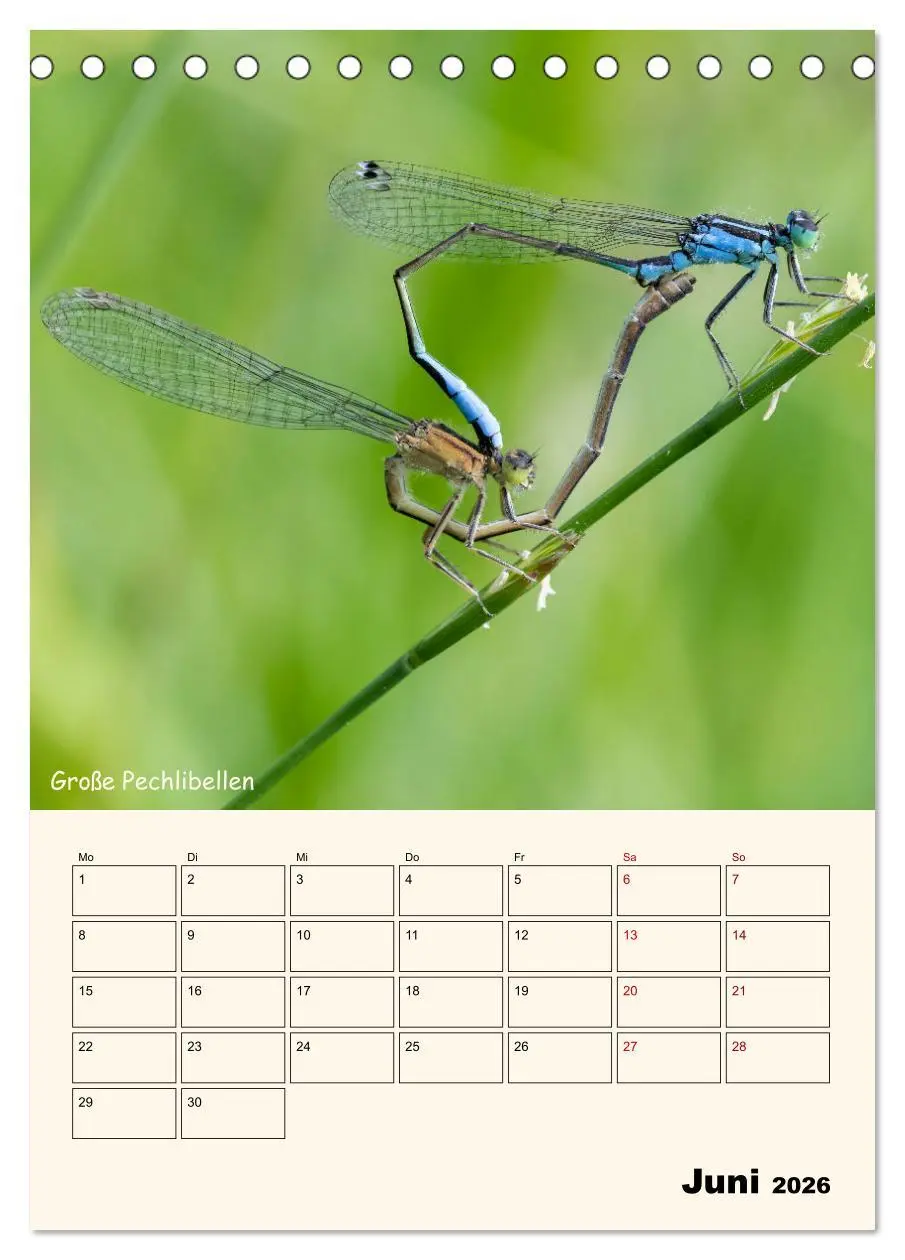 Bild: 9783457258163 | Libellen - Flugkünstler in Bayern (Tischkalender 2026 DIN A5 hoch),...