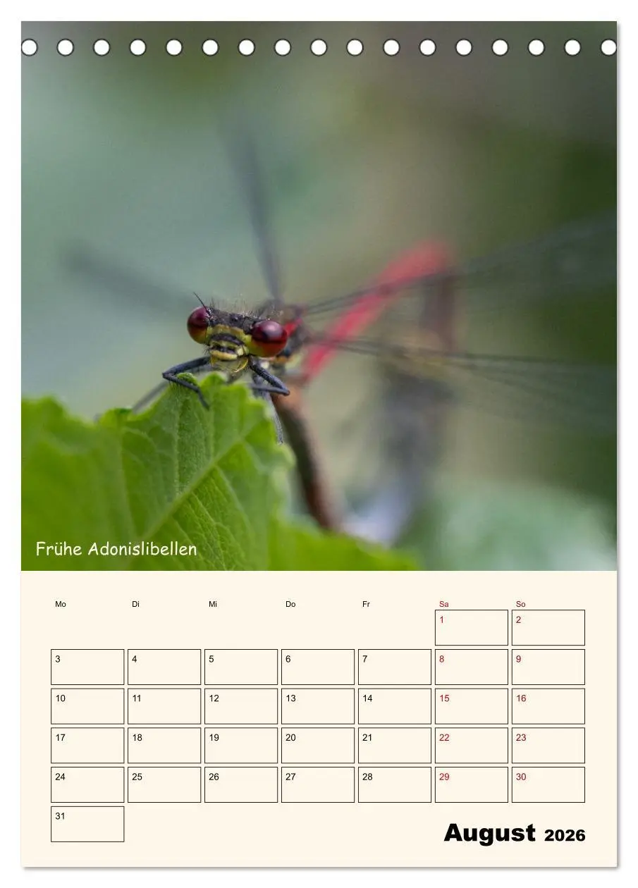 Bild: 9783457258163 | Libellen - Flugkünstler in Bayern (Tischkalender 2026 DIN A5 hoch),...