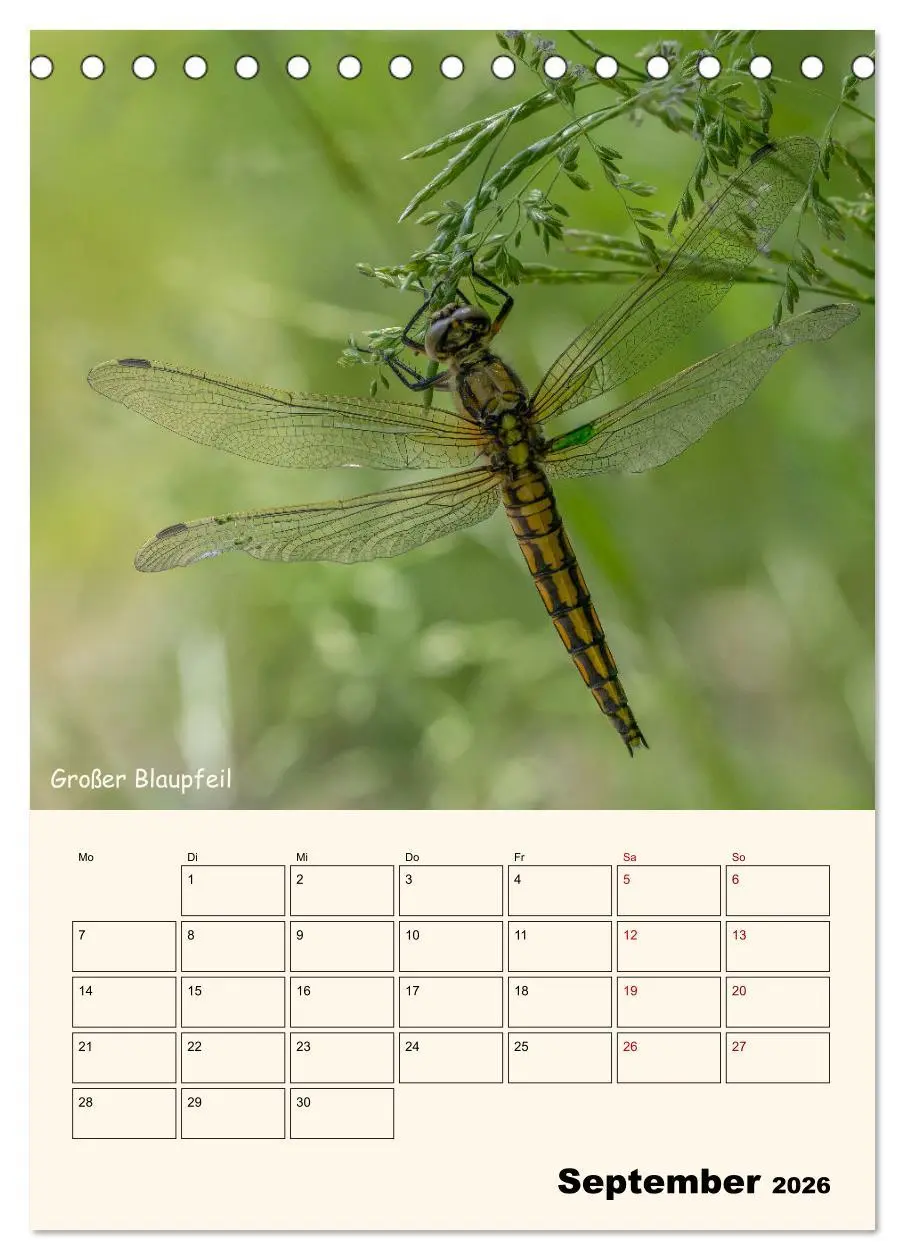 Bild: 9783457258163 | Libellen - Flugkünstler in Bayern (Tischkalender 2026 DIN A5 hoch),...