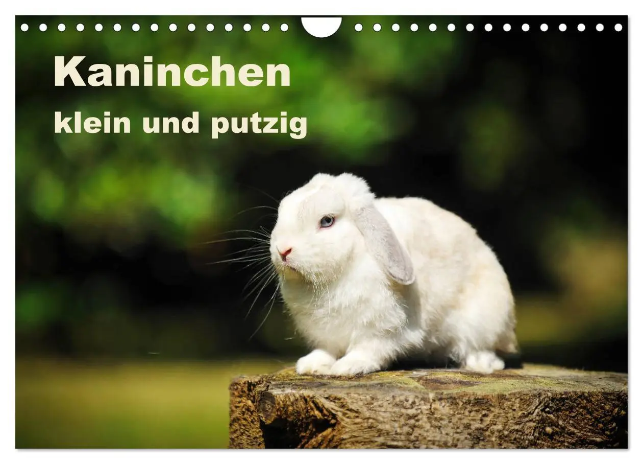 Cover: 9783457938263 | Kaninchen klein und putzig (Wandkalender 2026 DIN A4 quer),...