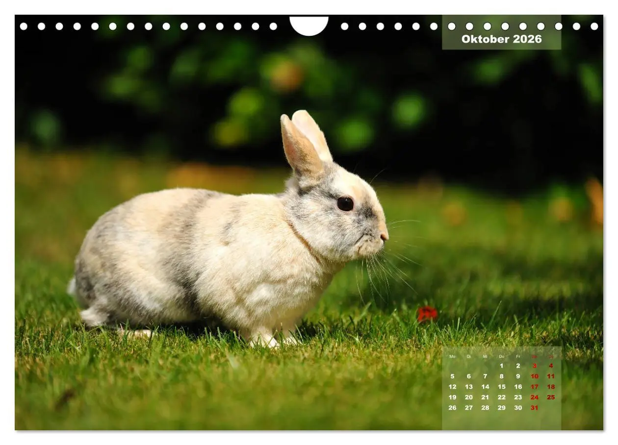 Bild: 9783457938263 | Kaninchen klein und putzig (Wandkalender 2026 DIN A4 quer),...