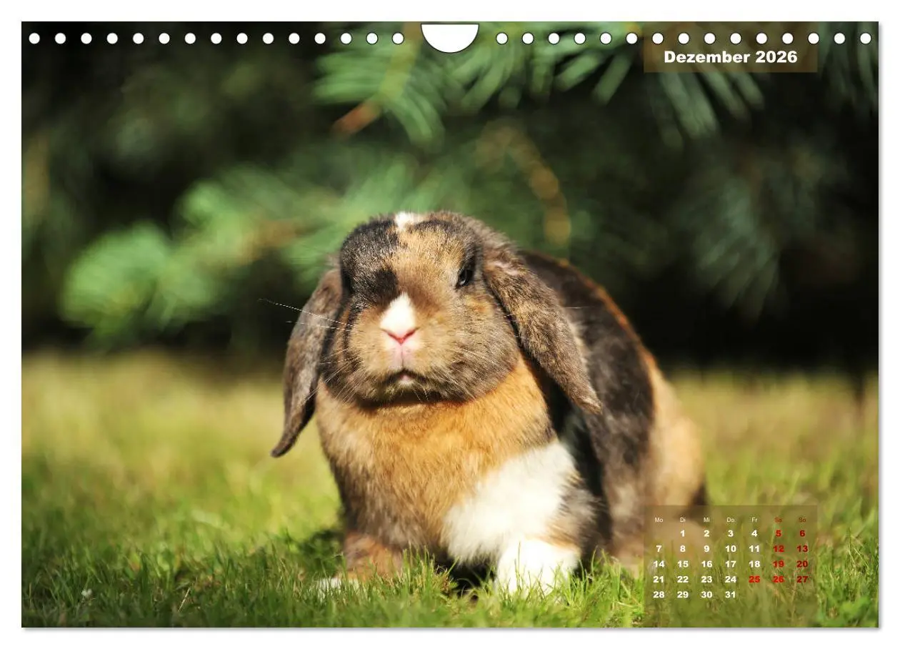 Bild: 9783457938263 | Kaninchen klein und putzig (Wandkalender 2026 DIN A4 quer),...