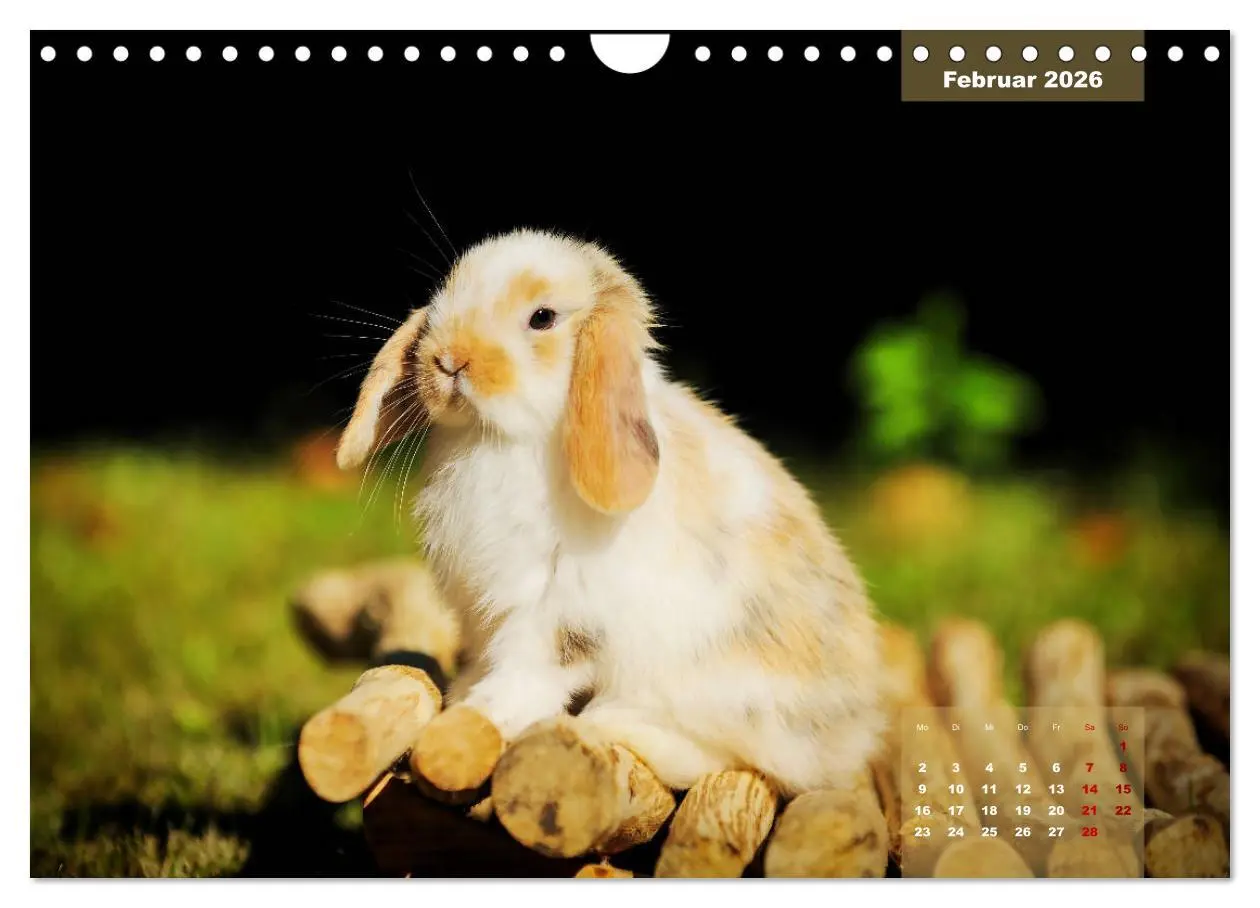 Bild: 9783457938263 | Kaninchen klein und putzig (Wandkalender 2026 DIN A4 quer),...