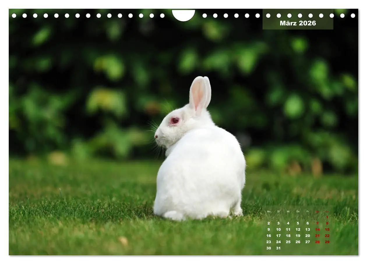 Bild: 9783457938263 | Kaninchen klein und putzig (Wandkalender 2026 DIN A4 quer),...