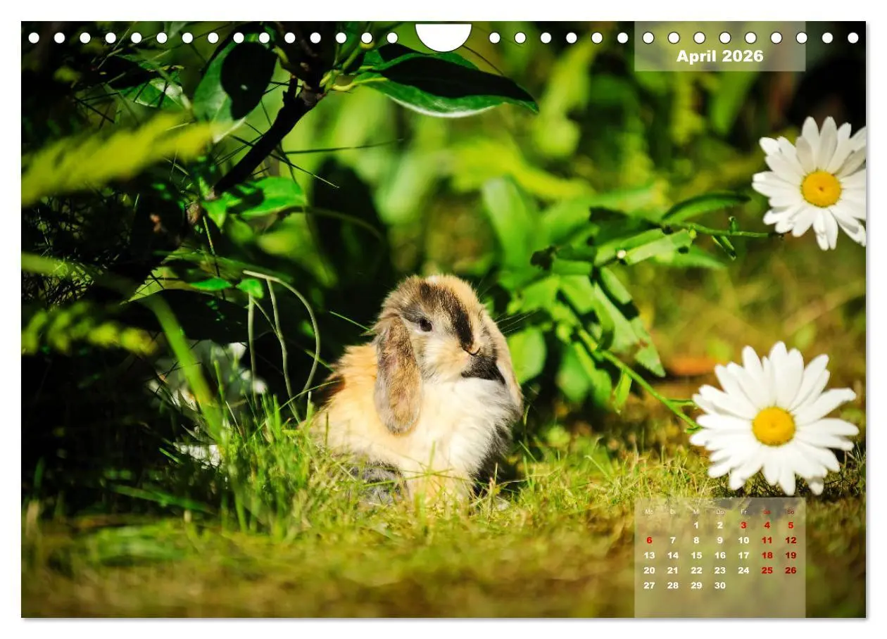 Bild: 9783457938263 | Kaninchen klein und putzig (Wandkalender 2026 DIN A4 quer),...