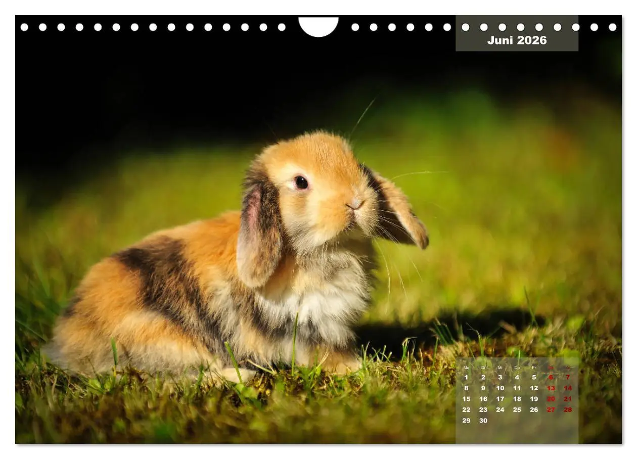 Bild: 9783457938263 | Kaninchen klein und putzig (Wandkalender 2026 DIN A4 quer),...