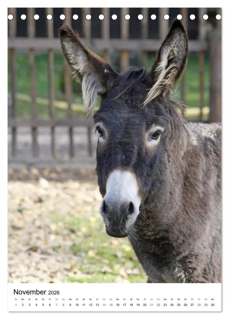 Bild: 9783516408263 | Die Esel sind los (Tischkalender 2026 DIN A5 hoch), CALVENDO...