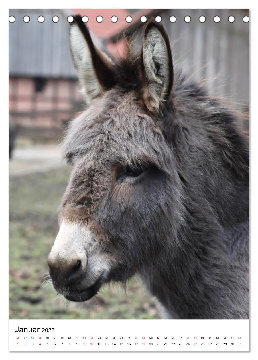 Bild: 9783516408263 | Die Esel sind los (Tischkalender 2026 DIN A5 hoch), CALVENDO...