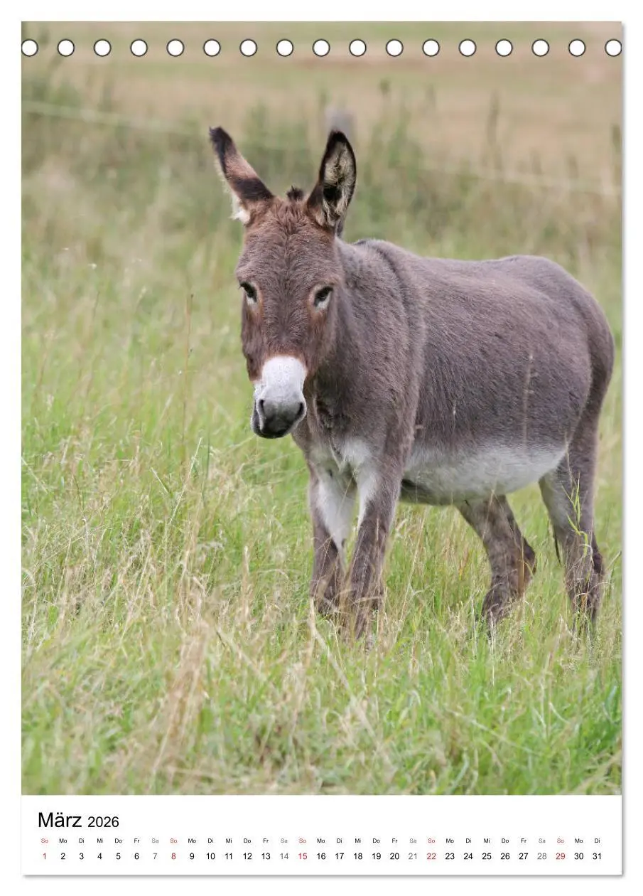 Bild: 9783516408263 | Die Esel sind los (Tischkalender 2026 DIN A5 hoch), CALVENDO...
