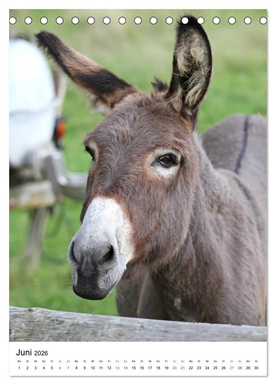 Bild: 9783516408263 | Die Esel sind los (Tischkalender 2026 DIN A5 hoch), CALVENDO...
