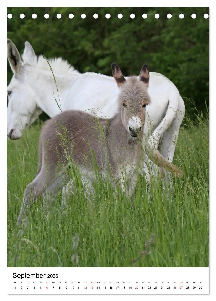 Bild: 9783516408263 | Die Esel sind los (Tischkalender 2026 DIN A5 hoch), CALVENDO...