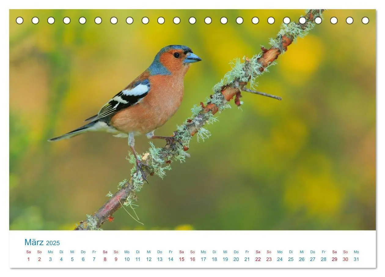 Bild: 9783435458363 | Singvögel - 12 Arten im Garten (Tischkalender 2025 DIN A5 quer),...